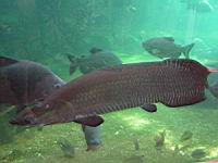 Arapaima, Arapaima gigas (fam. Osteoglossides)(ord. Osteoglossiformes)(Am. sud) (Photo F. Mrugala) (1)